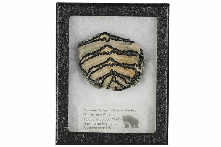 Mammoth Molar Slice With Case - South Carolina #106440